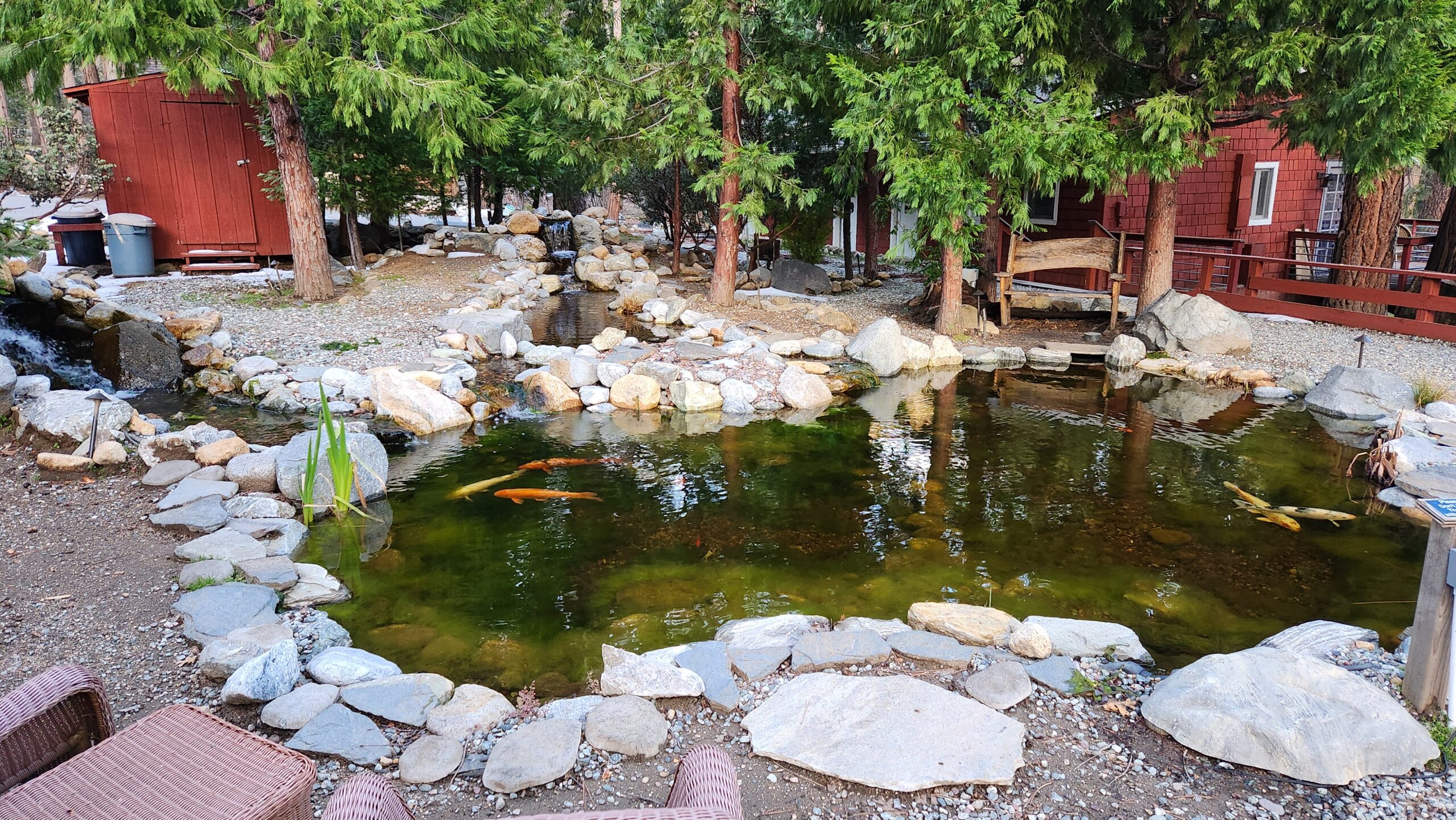 Koi Pond